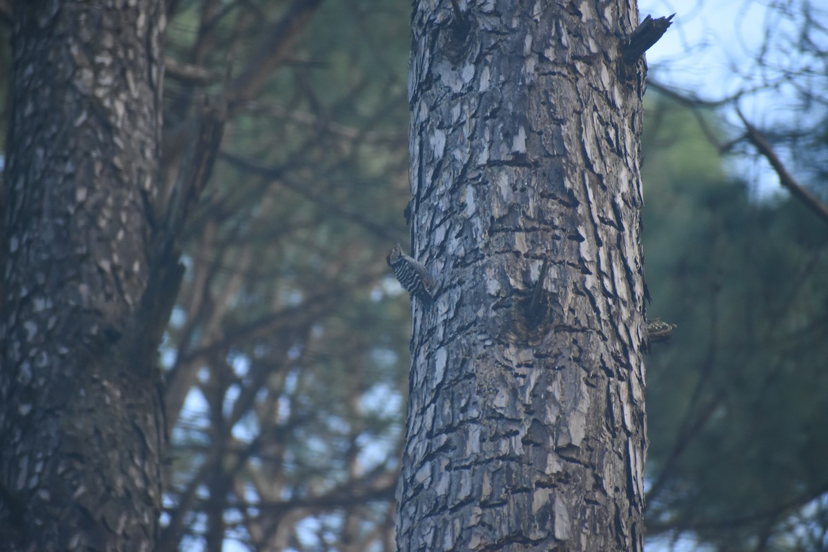 Коронованный дятел - ML643437802