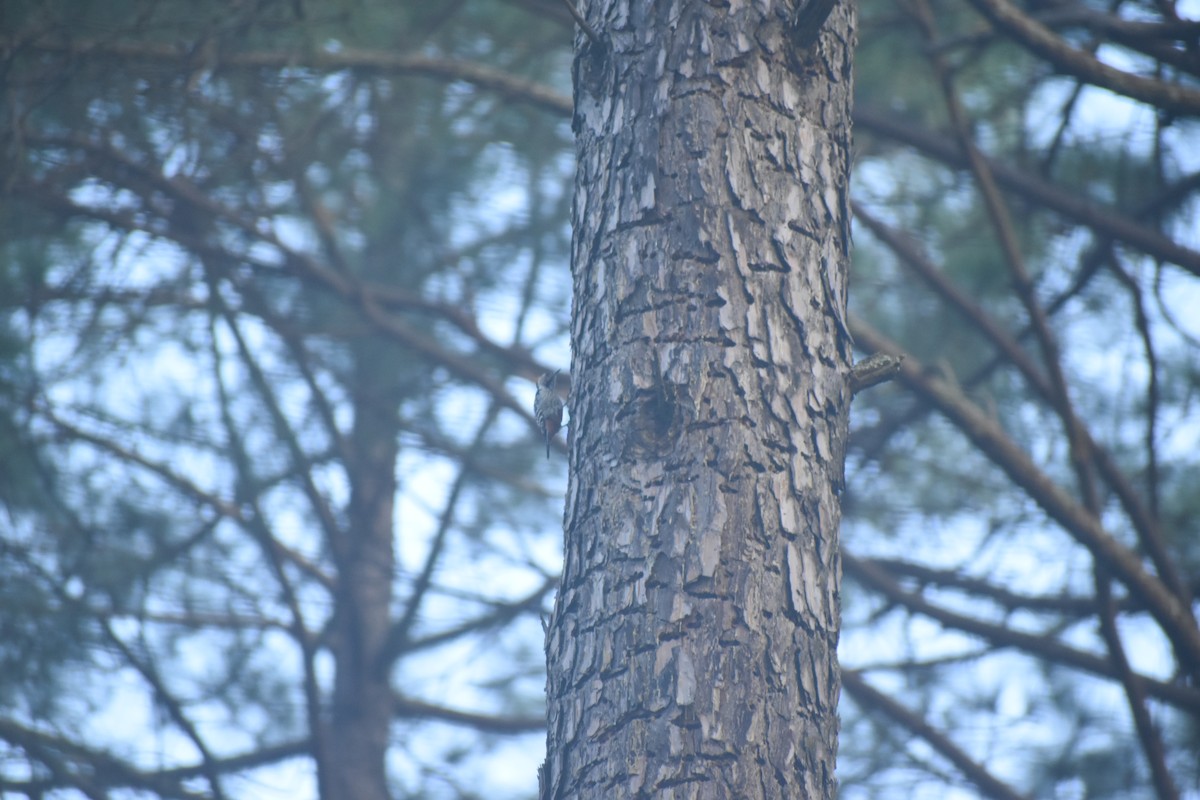 Коронованный дятел - ML643437804