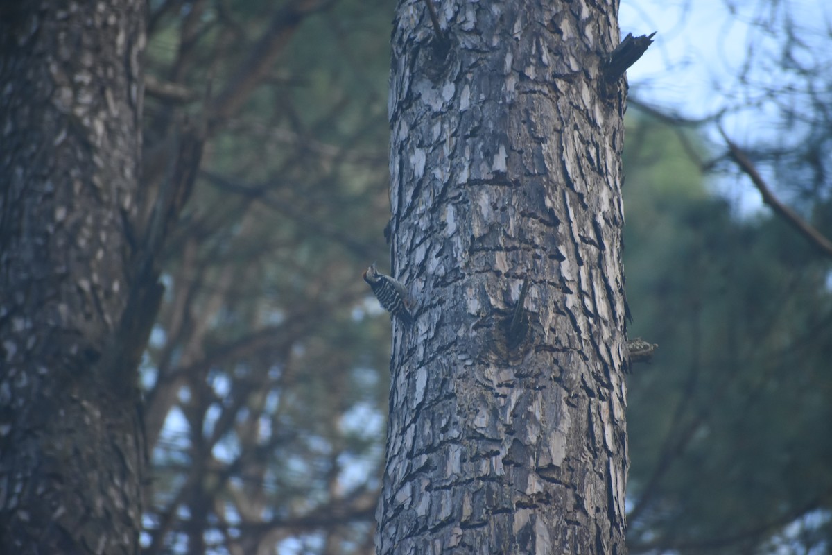 Коронованный дятел - ML643437805