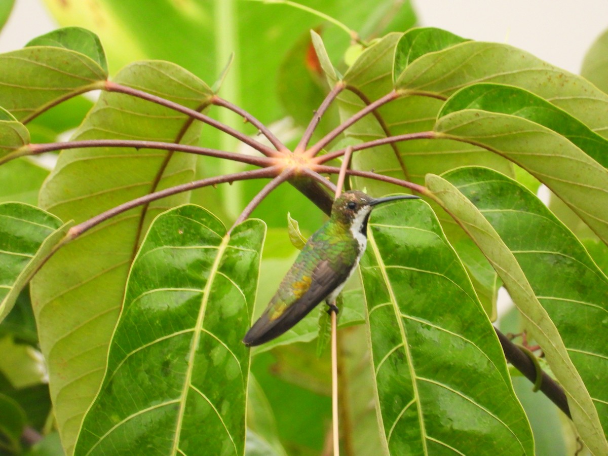 Black-throated Mango - ML643437819