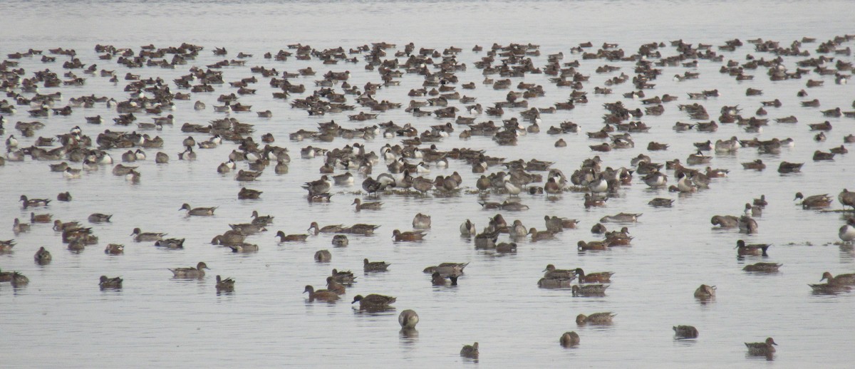 duck sp. - ML643437824