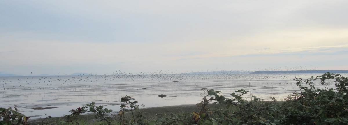 duck sp. - ML643437826