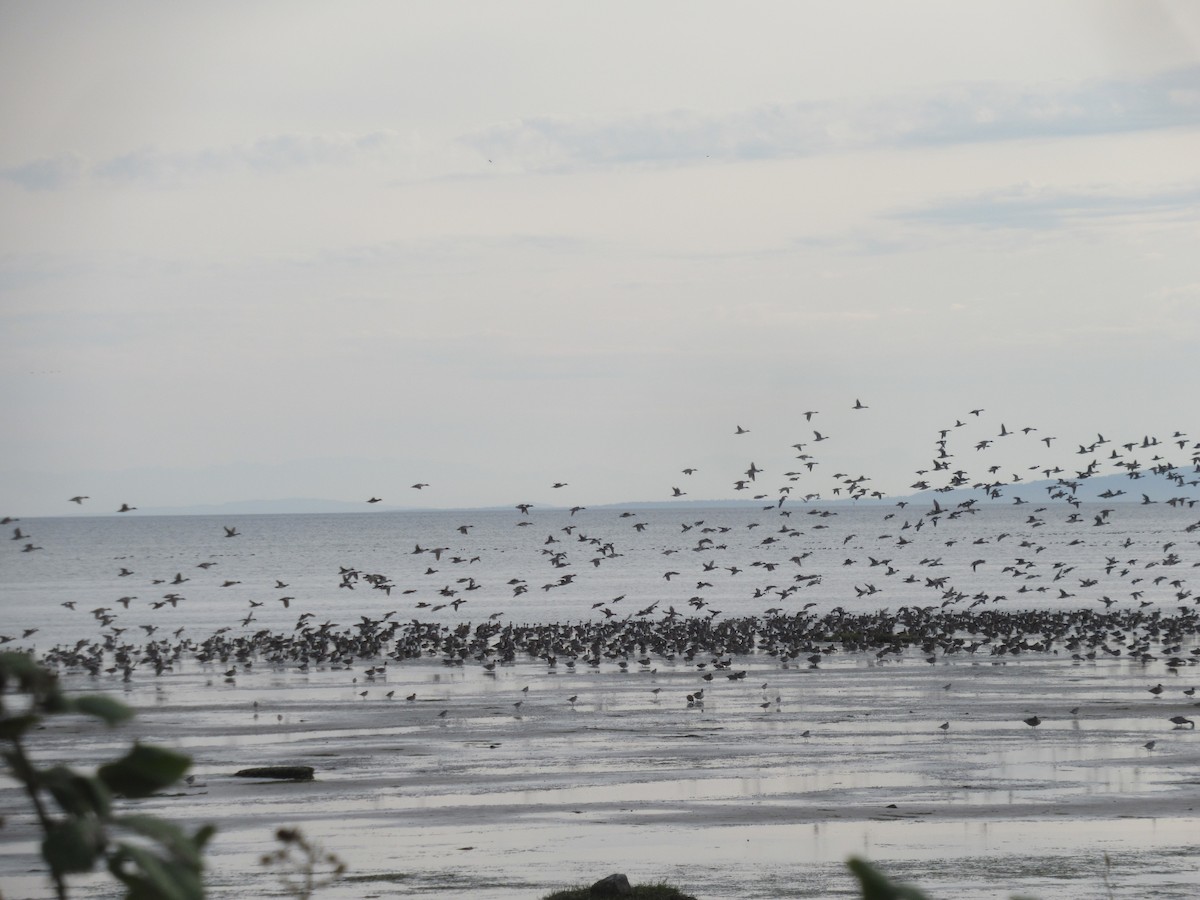 duck sp. - ML643437827