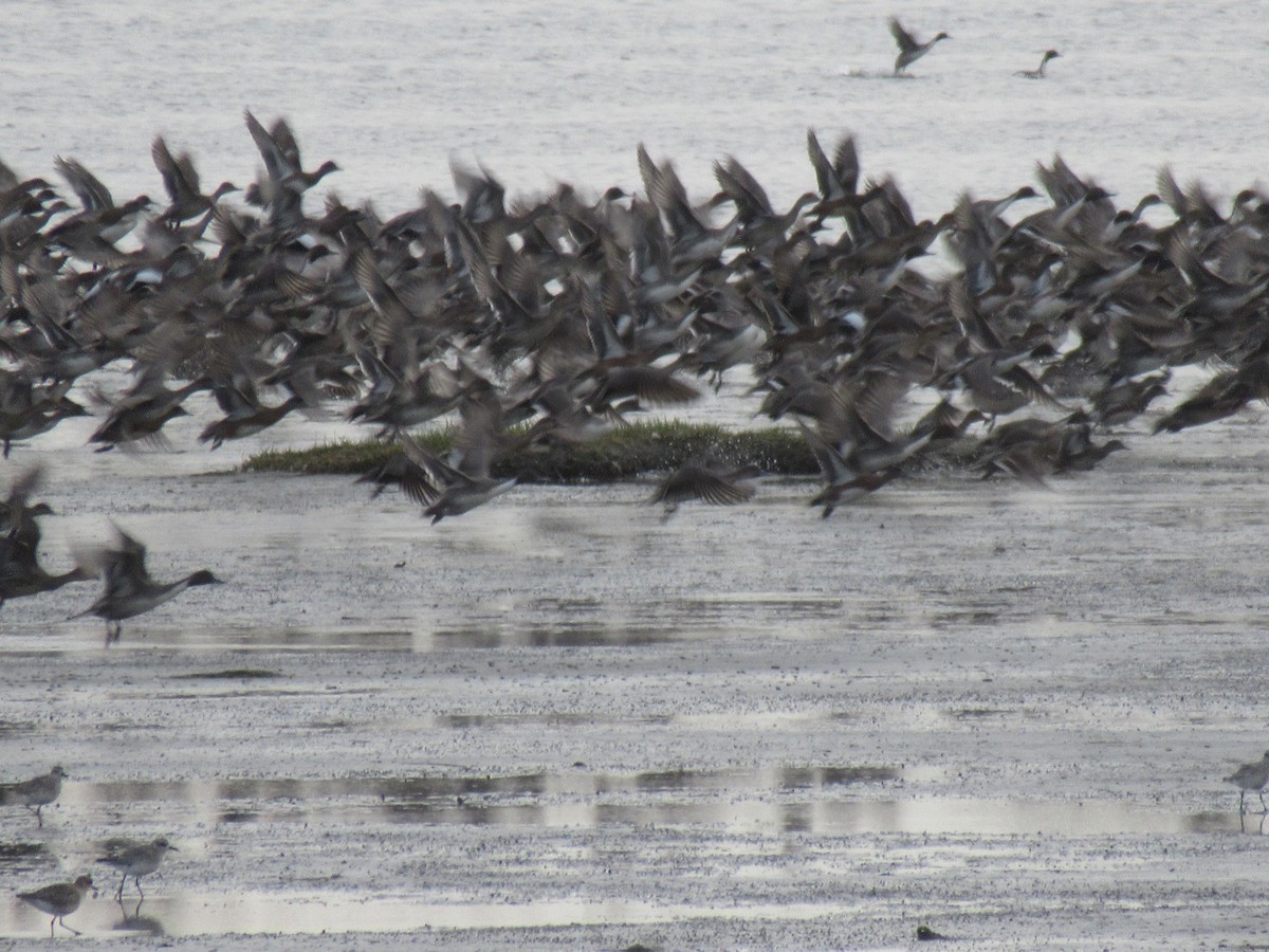 duck sp. - ML643437828