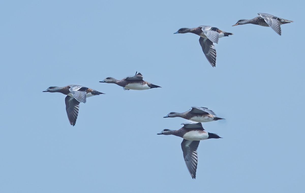 American Wigeon - ML643437835