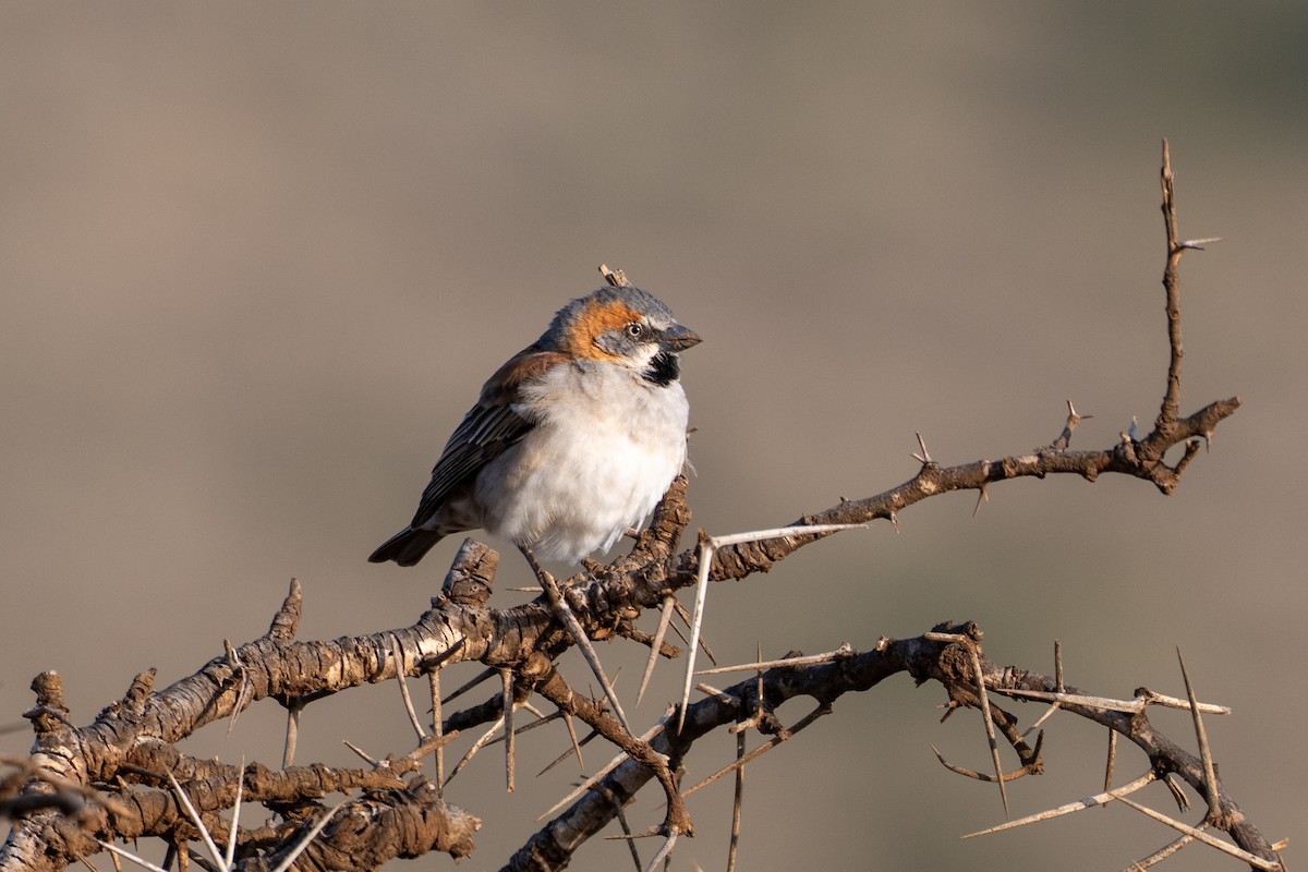 Kenya Rufous Sparrow - ML643437843