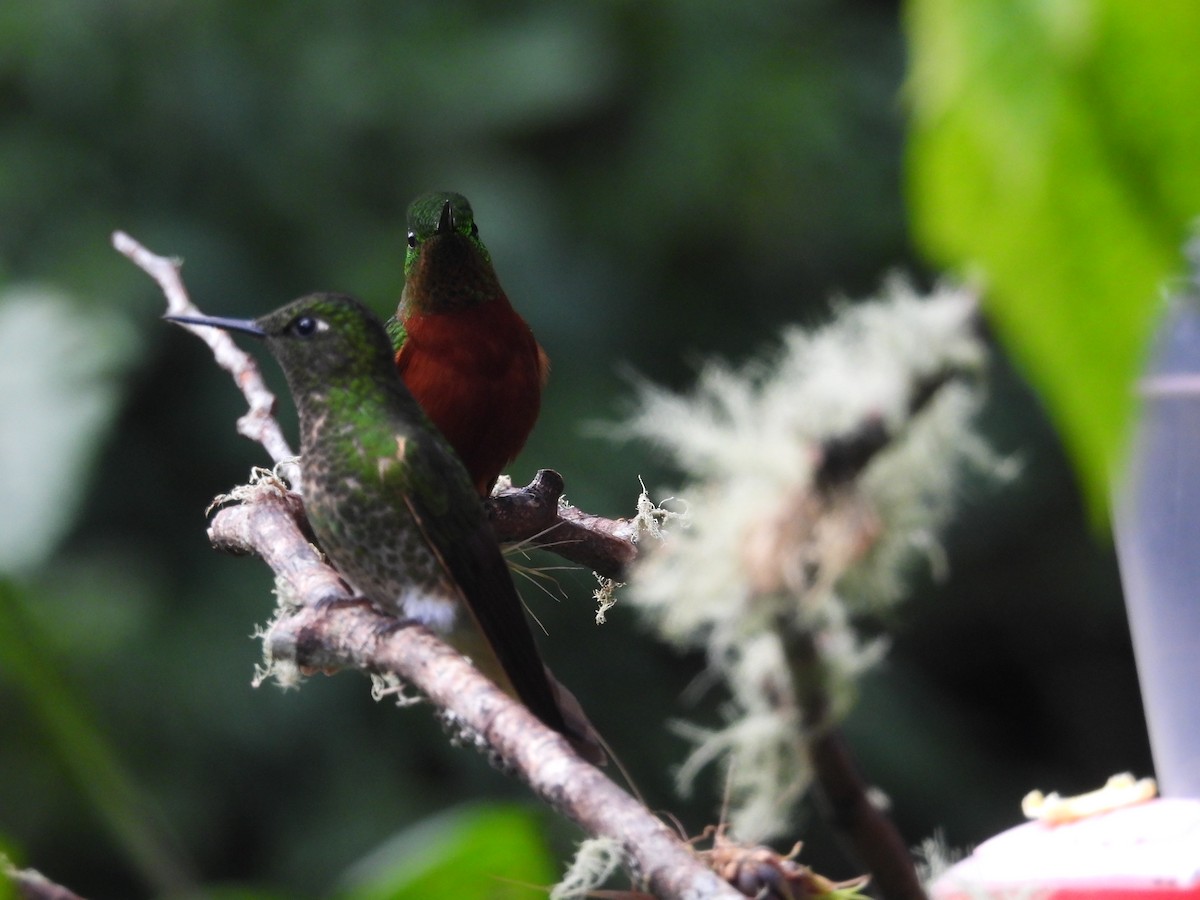 Chestnut-breasted Coronet - ML643437848