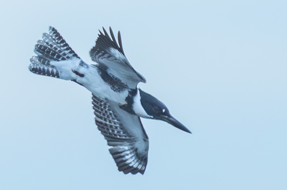 Belted Kingfisher - ML643437871