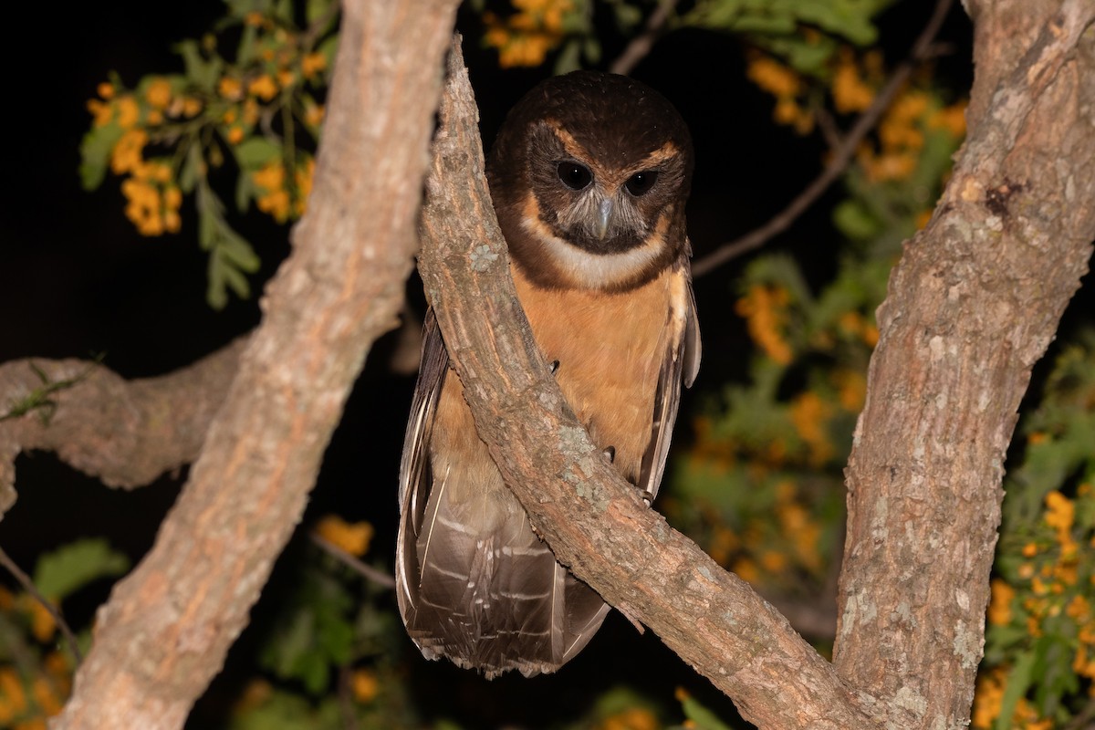 キマユメガネフクロウ - ML643437873