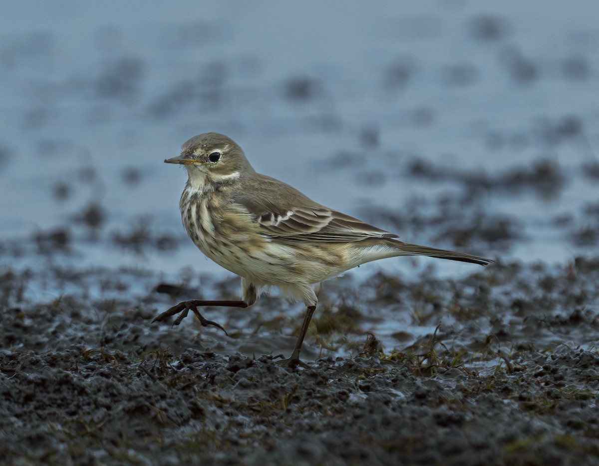American Pipit - ML643437883