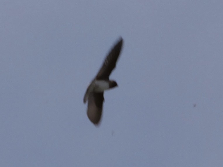 Cliff Swallow - ML643437913