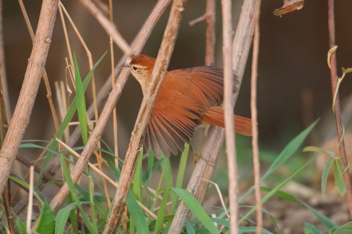 Rusty-backed Spinetail - ML643437921