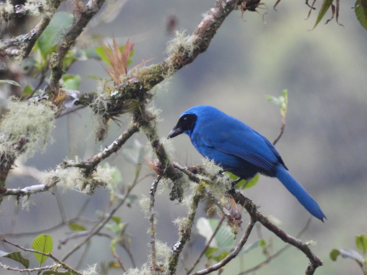 Turquoise Jay - ML643437926