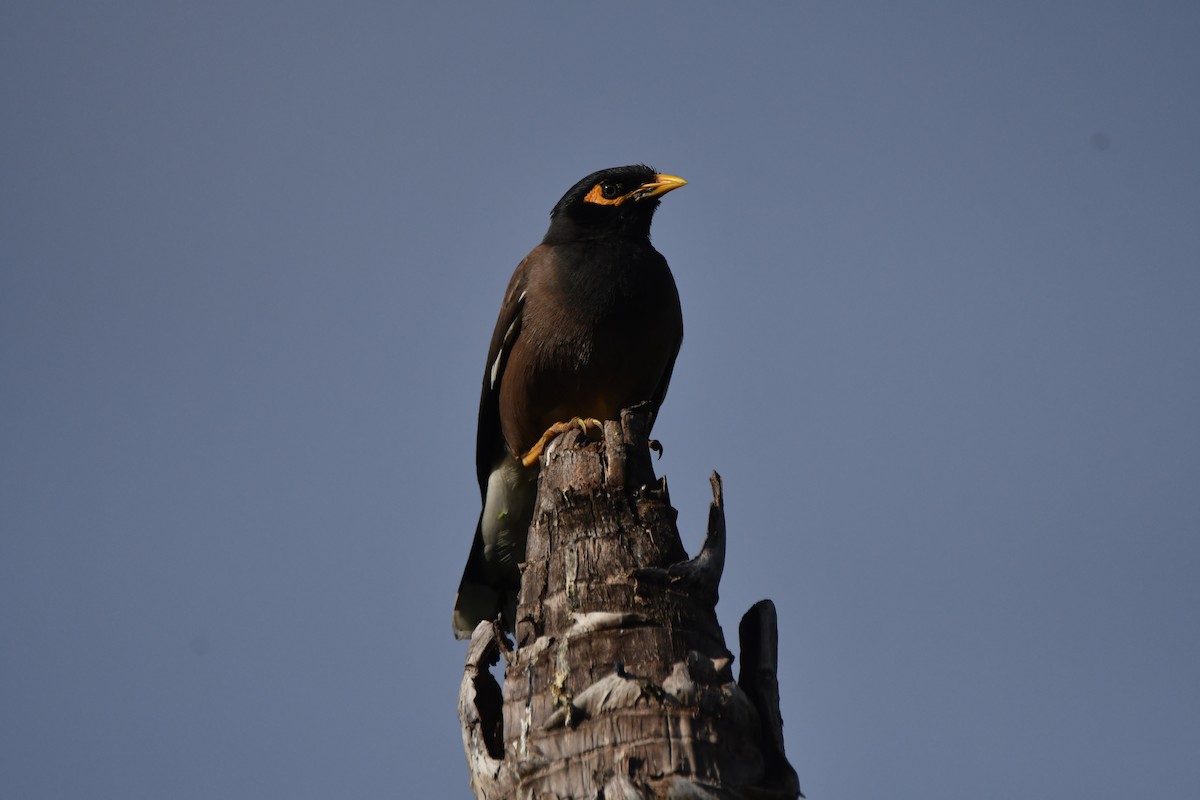 Common Myna - ML643437945