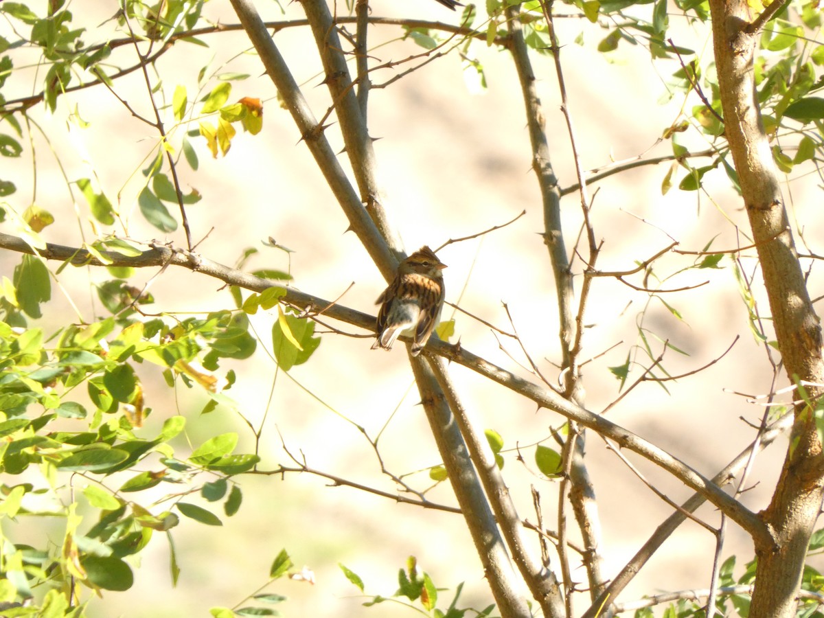 Chipping Sparrow - ML643437951