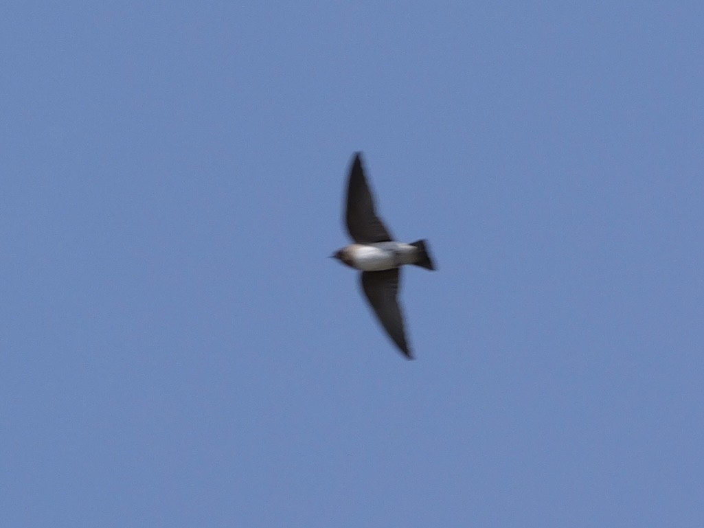 Cliff Swallow - ML643437952