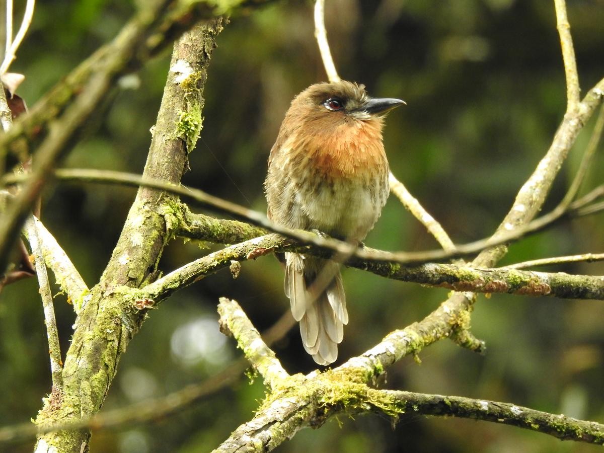 Moustached Puffbird - ML643437955