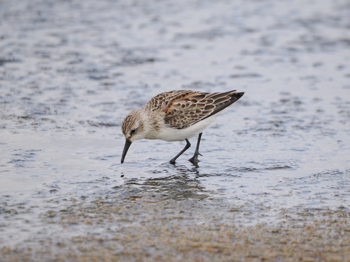 Western Sandpiper - ML643437958