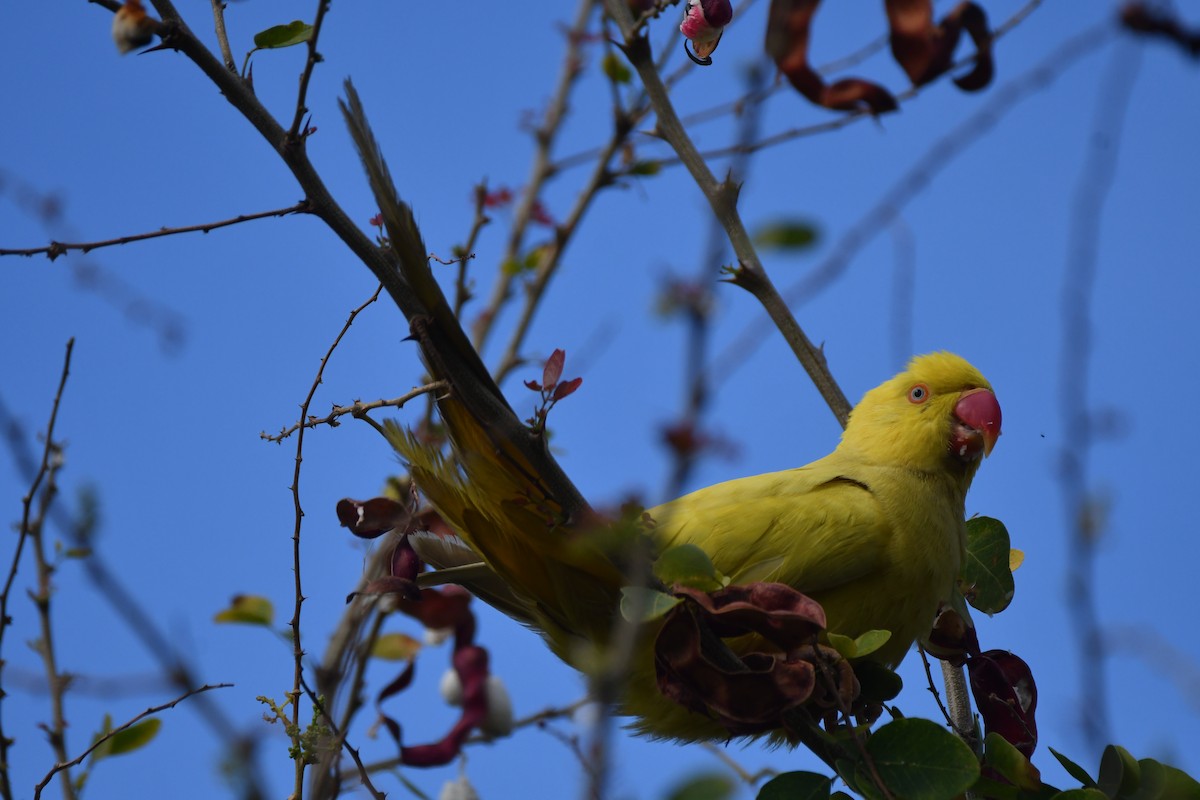 parakeet sp. - ML643437959