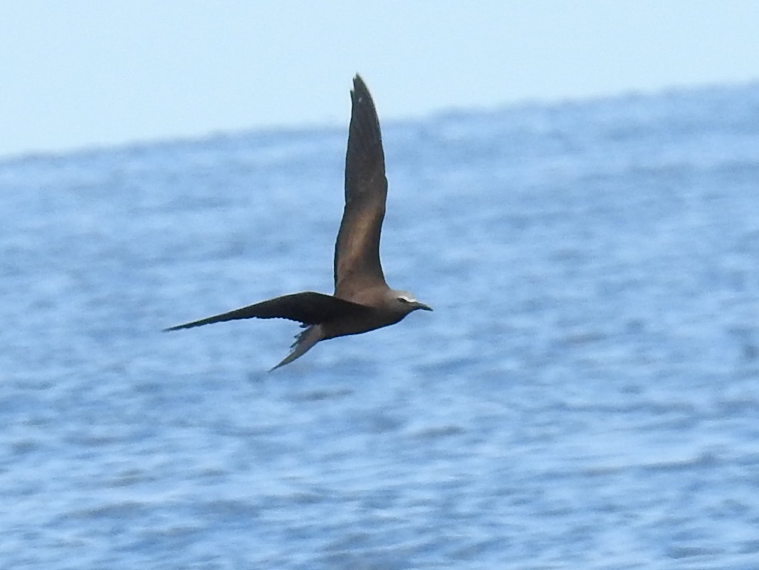 Brown Noddy - ML643437963