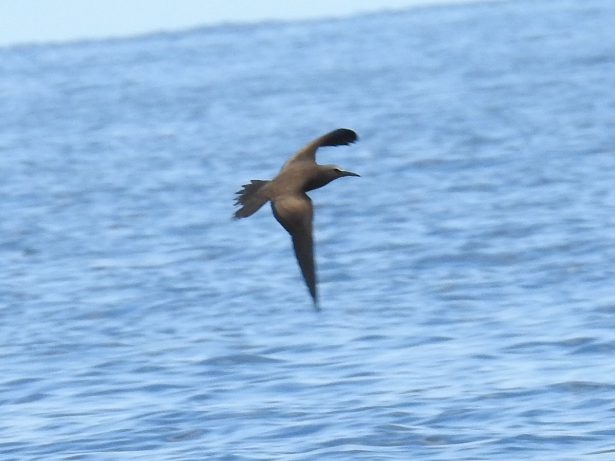 Brown Noddy - ML643437973