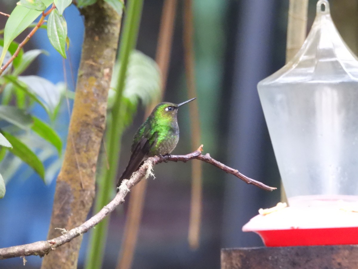 Tyrian Metaltail - ML643437975