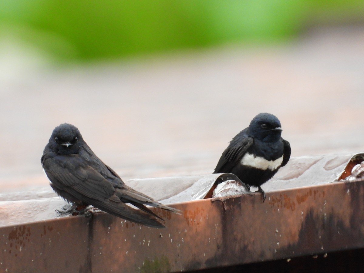 White-banded Swallow - ML643437987