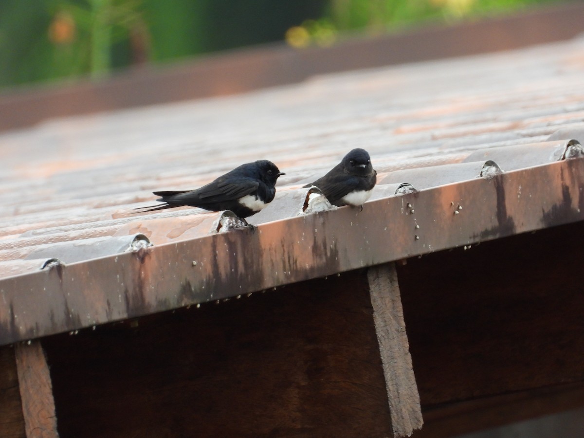 White-banded Swallow - ML643437988