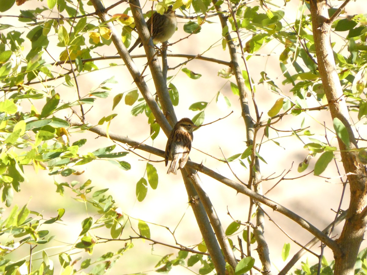 Chipping Sparrow - ML643437995