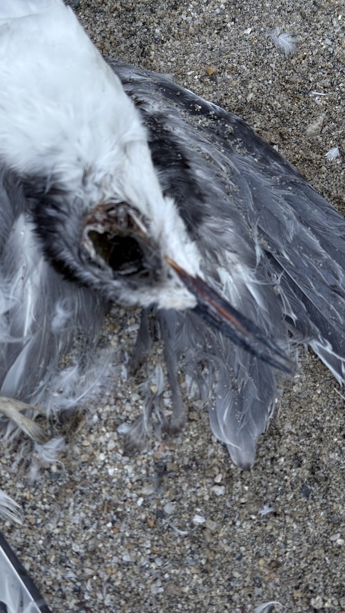 Bridled Tern - ML643438009