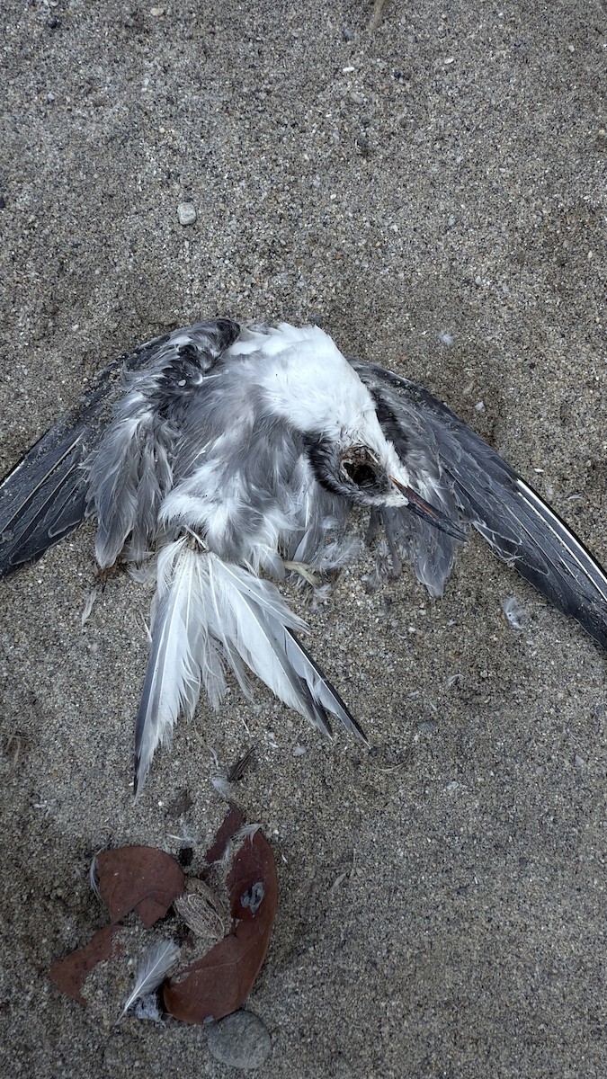 Bridled Tern - ML643438010