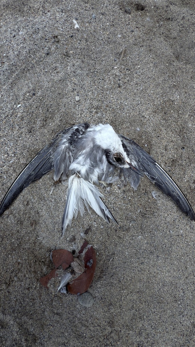 Bridled Tern - ML643438011
