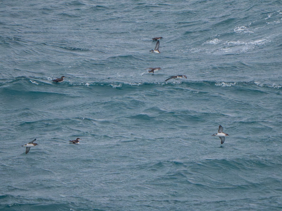 Fluttering Shearwater - ML643438013