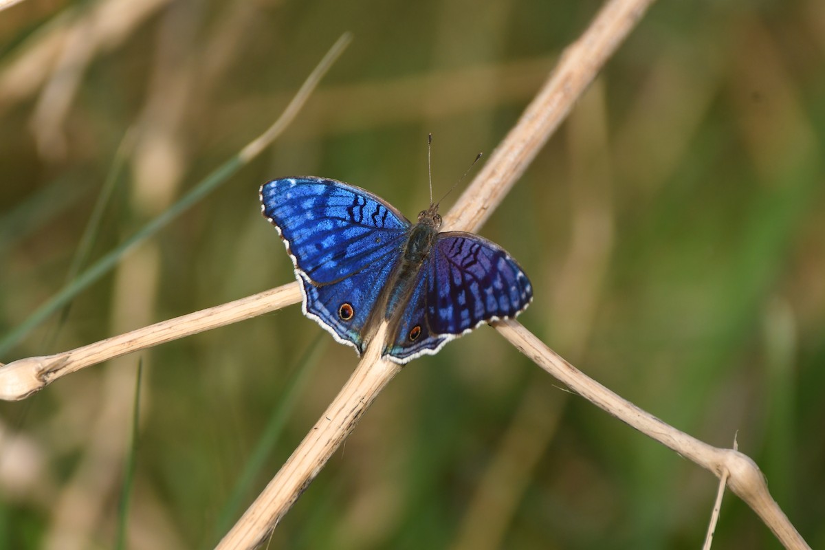 Royal Blue Pansy - ML643438026