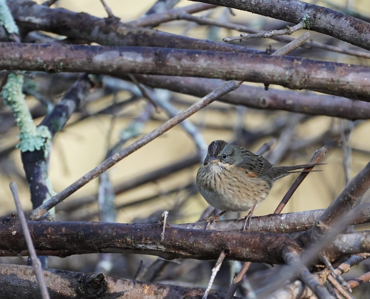 Lincoln's Sparrow - ML643438029