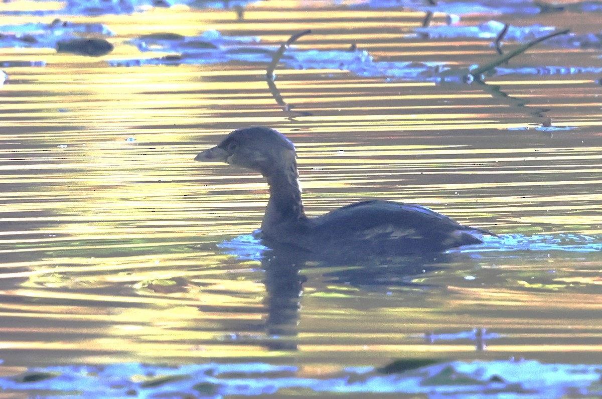 Pied-billed Grebe - ML643438031