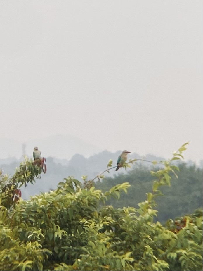 European Roller - ML643438032