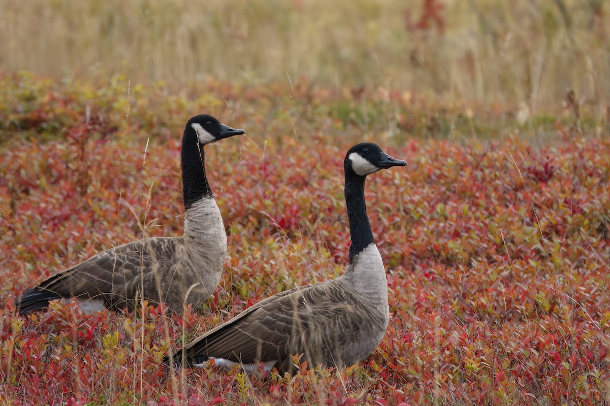 Canada Goose - ML643438034