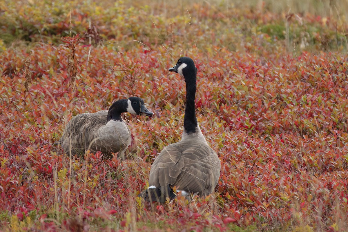 Canada Goose - ML643438035