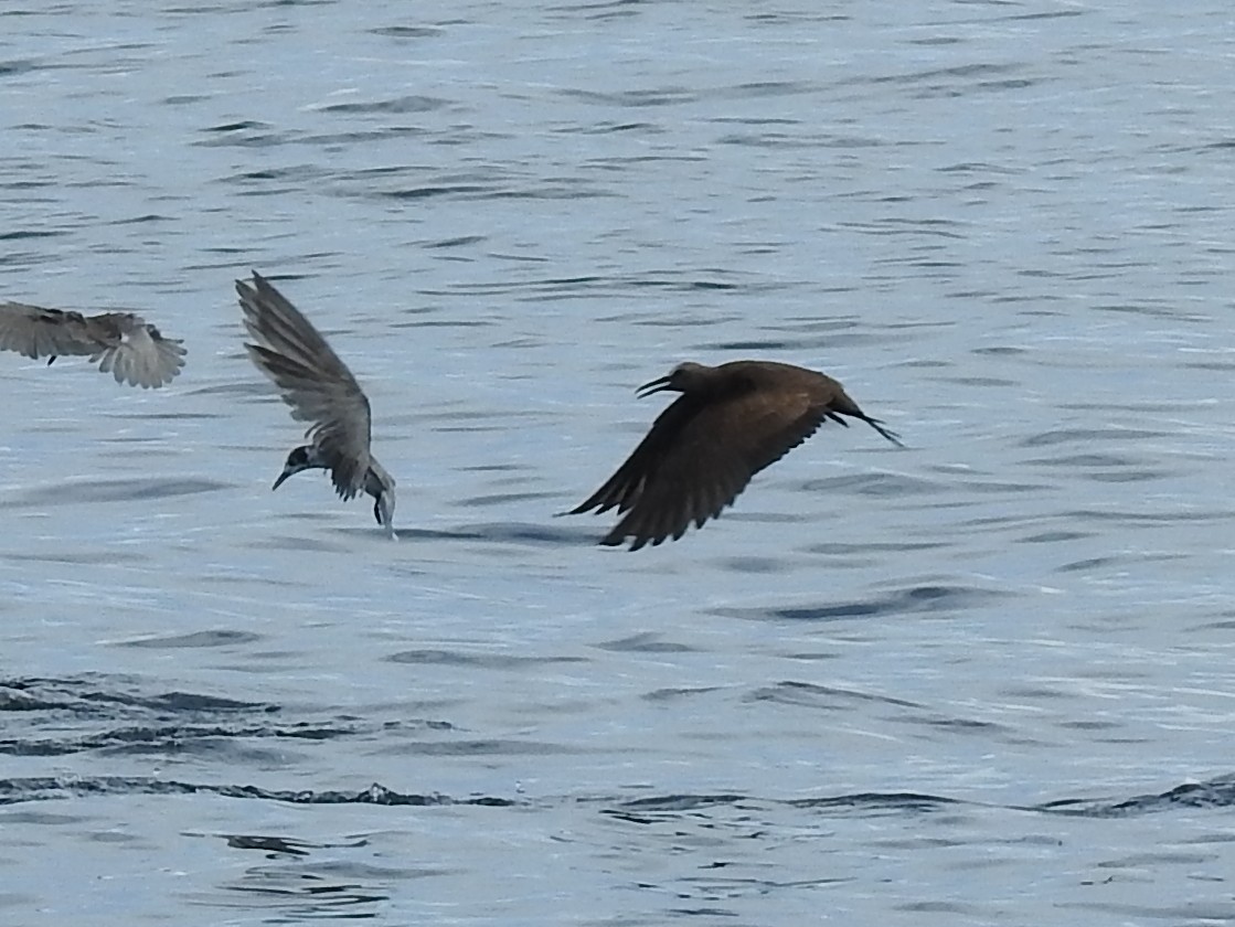 Brown Noddy - ML643438050
