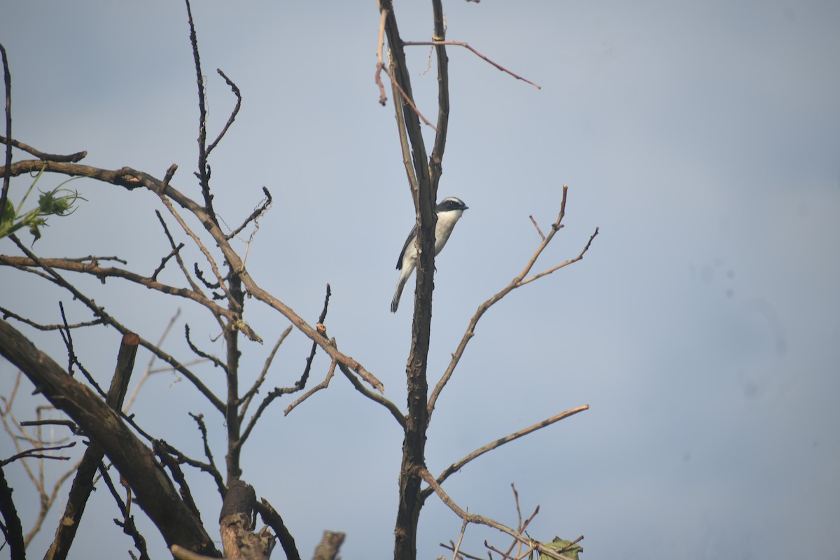 Gray Bushchat - ML643438051
