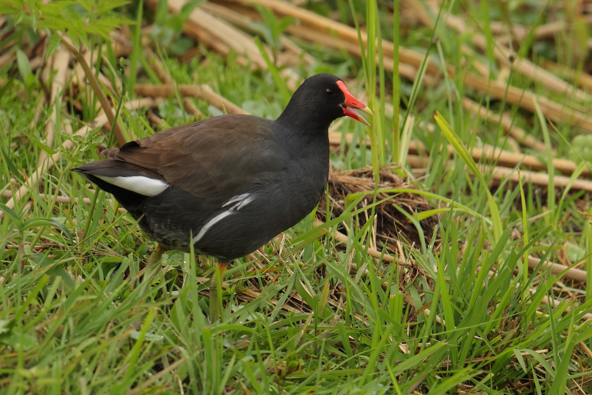 Common Gallinule - ML643438055