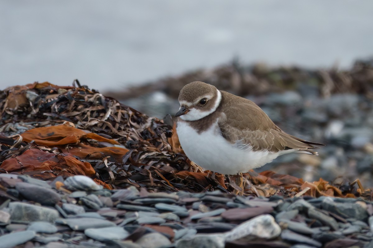 Semipalmated Plover - ML643438058