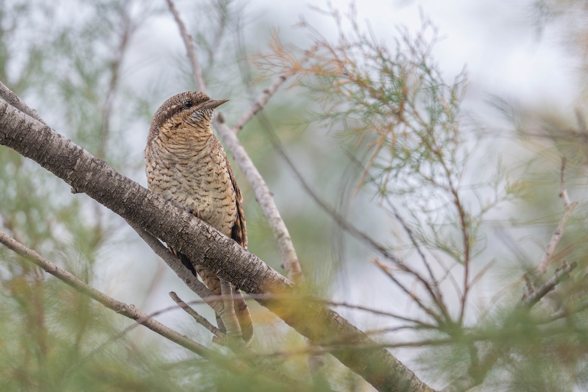 アリスイ - ML643438064