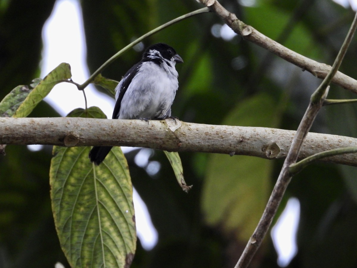 Wing-barred Seedeater - ML643438066