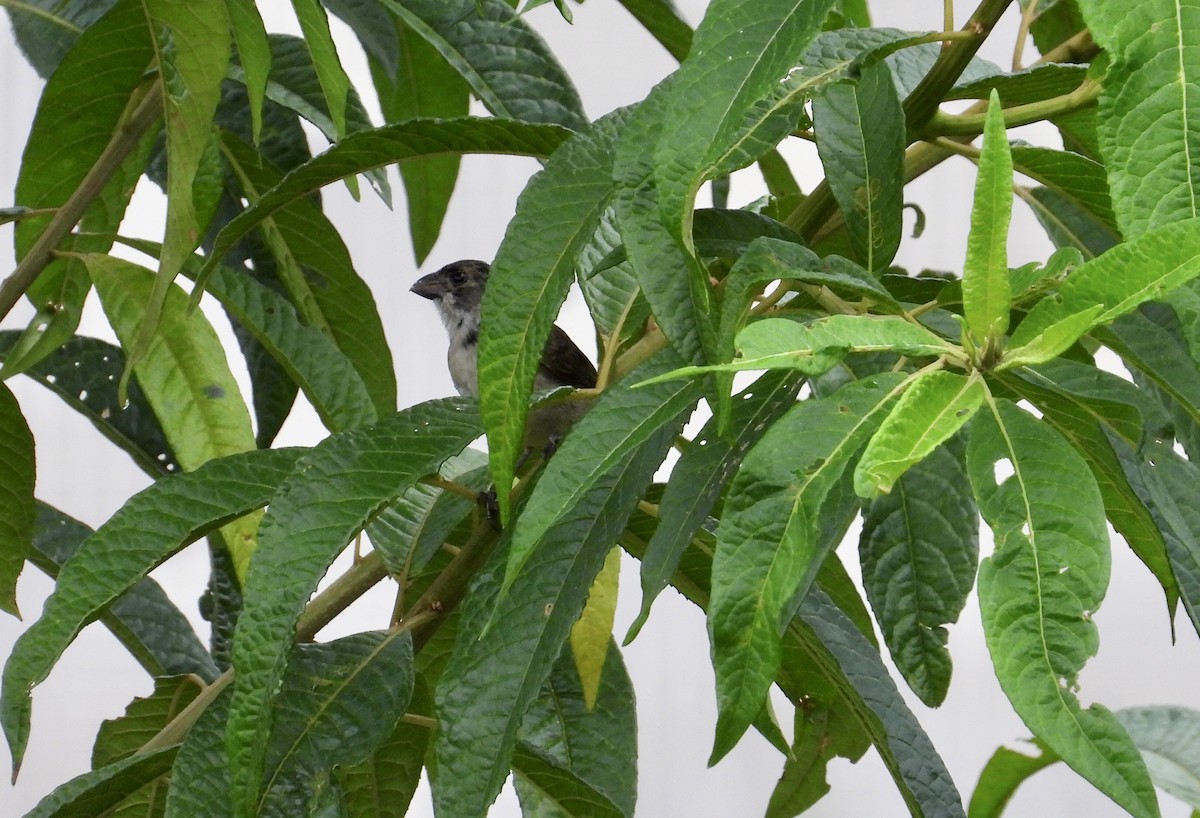 Wing-barred Seedeater - ML643438067