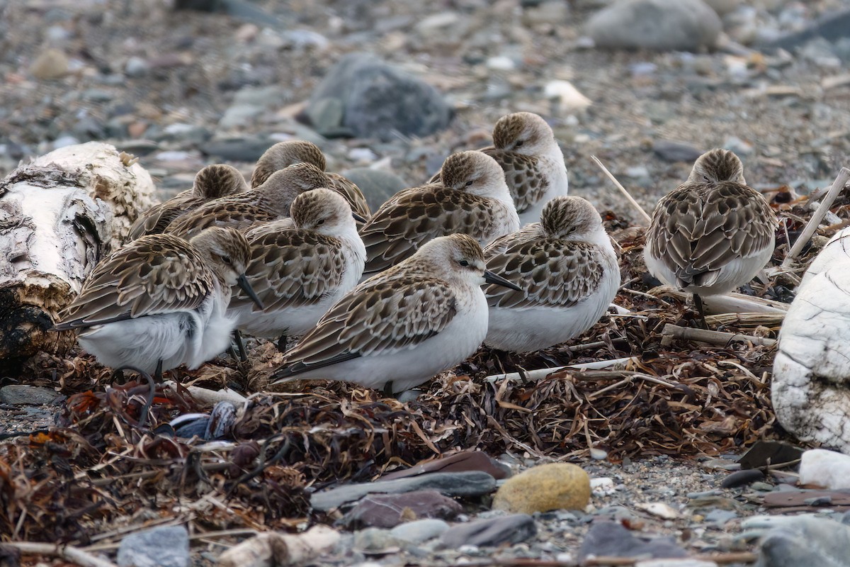 Semipalmated Sandpiper - ML643438075