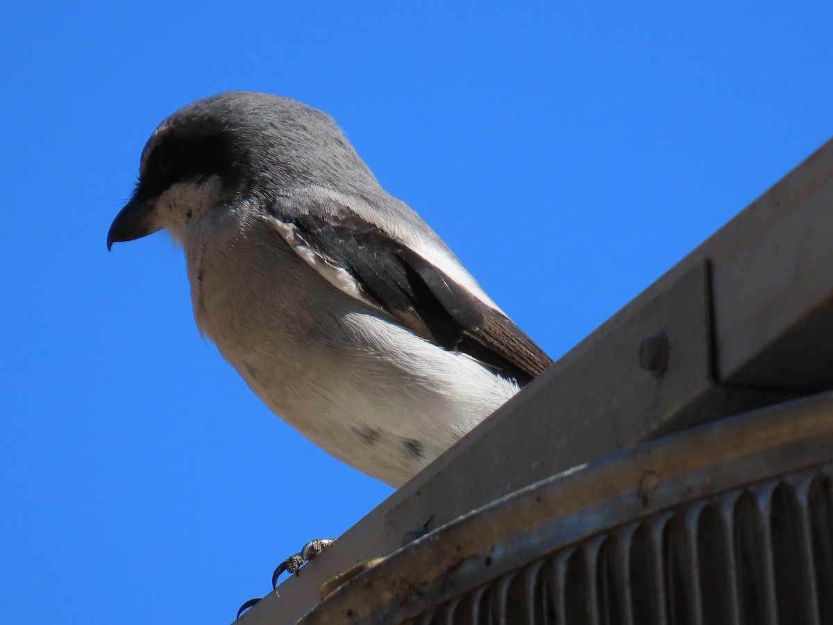Loggerhead Shrike - ML643438089