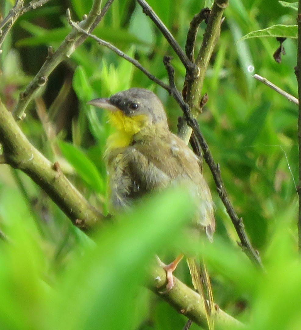 Gray-crowned Yellowthroat - ML643438091