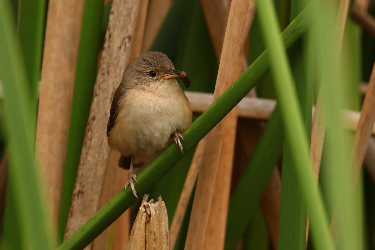 Southern House Wren - ML643438095